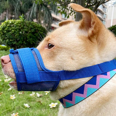 chien portant museliere ajustable exterieure bleu