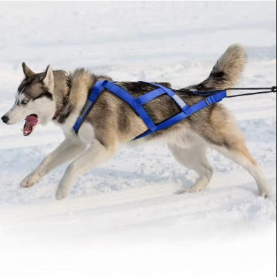  chien sportif actif portant harnais de traction bleu