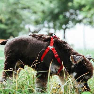 chien sur gazon vetu harnais en Y rouge respirant