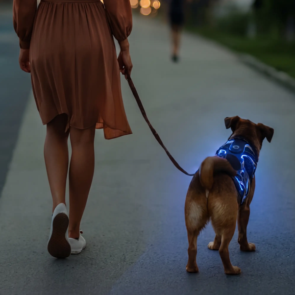 chien tenu laisse avec harnais lumineux led chien bleu promène avec maitre