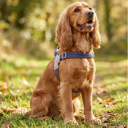 cocker spaniel anglais assis harnais en Y chien bleu 