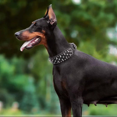 collier chien cloute cuir noir doberman exterieur