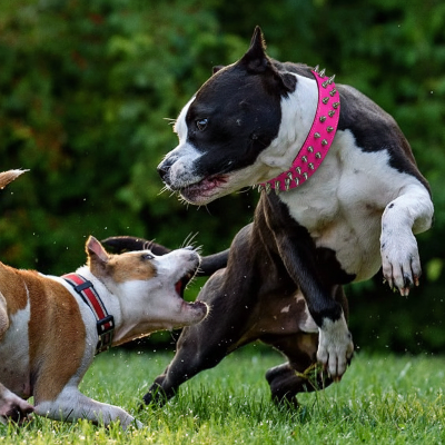 collier chien clouté cuir rose amstaff actif cas défence