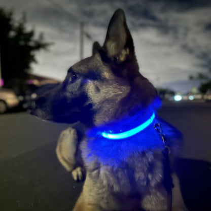 Collier Chien - LEDCollarDog™ - Bleu - Chien dynamic