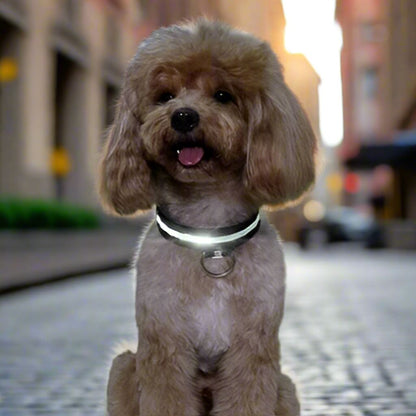Collier Chien - LEDCollarDog™ - Noir - Chien dynamic
