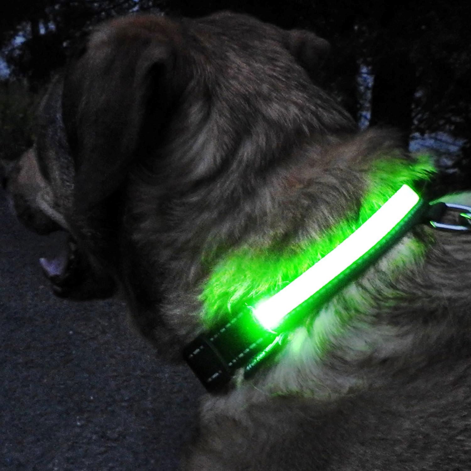 Collier Chien - LEDCollarDog™ - Vert - Chien dynamic