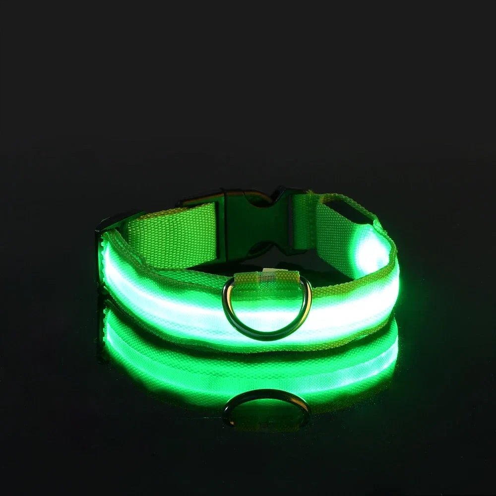 Collier Chien - LEDCollarDog™ - Vert - Chien dynamic