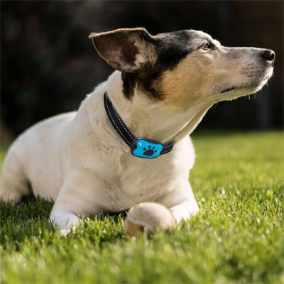 collier de dressage pour chien bleu  jack russell