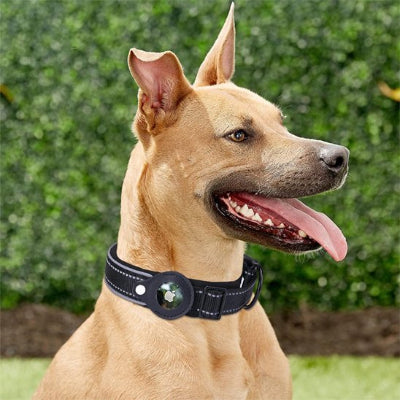 collier gps chien noir cou podenco ajustable