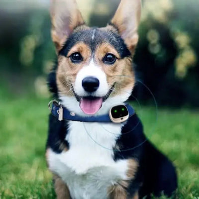 collier gps chien tracker corgi gazon