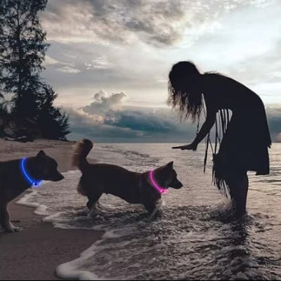 collier lumineux chien etanche teste en milieu aquatique