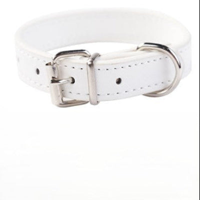 collier pour chien banc