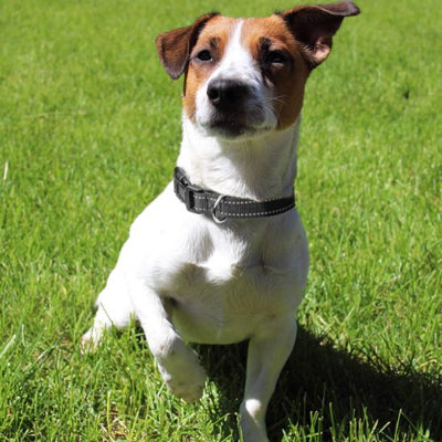 collier pour chien durable jack russell noir