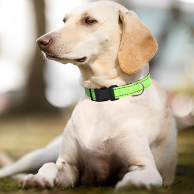 collier pour chien leger labrador vert fluorescent