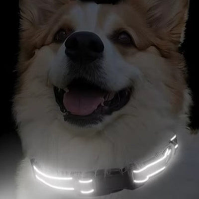 collier pour chien reflechissant nuit securite