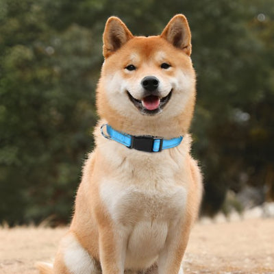 collier pour chien robuste shiba inu bleu clair