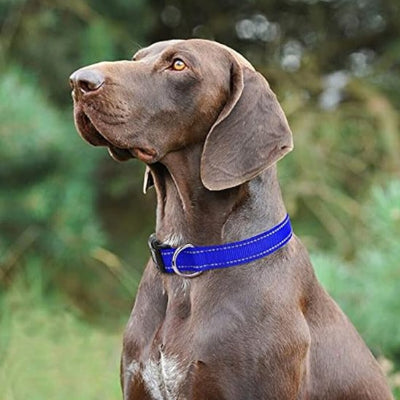 collier pour chien weimaraner bleu gitane ajustable