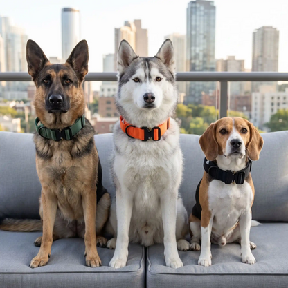 collier tactique chien sur berger allemand vert  husky orange beagle noir assisent sur canapé balcon