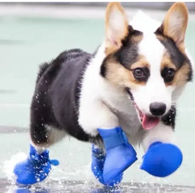 corgi court eau portant chaussure chien bleu