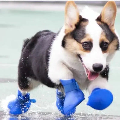 corgi court sur eau chaussure chien bleu impermeable