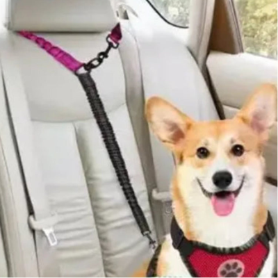 corgi dans voiture attache siege par laisse double pour chien
