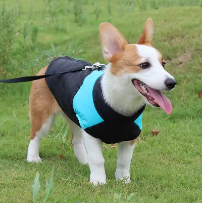 corgi portant  vetement pour chien impermeable dehors