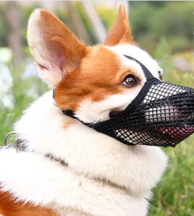 corgi porte museliere chien noir au parc