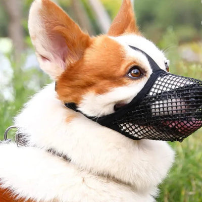 corgi porte museliere chien noir sur gazon