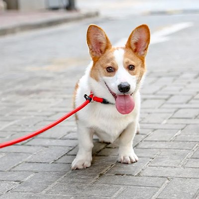 corgie attend portant collier coulissant chien rouge anneau d metallique