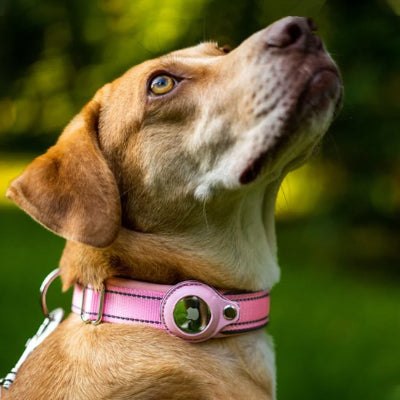  cou collier gps chien rose max haut tete