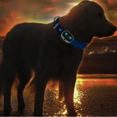 coucher soleil golden collier gps chien tracker 4g
