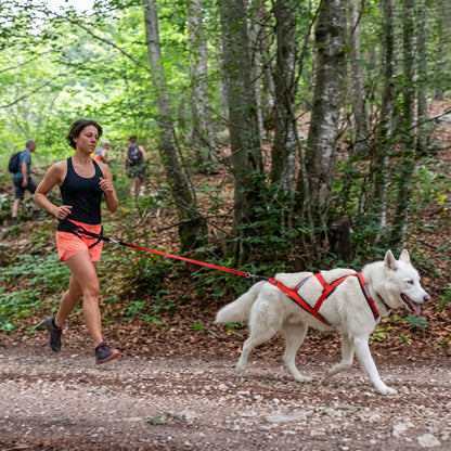 course canicross avec harnais de traction  chien dans sentier