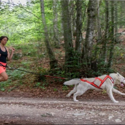  course canicross avec harnais de traction ergonomique confortable