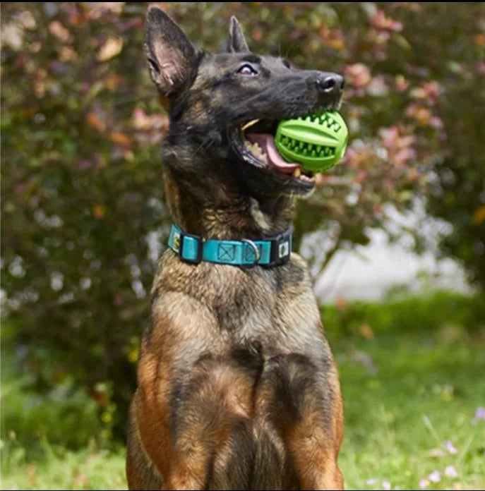 dans gueule malinois prend ball pour chien verte dans gueule