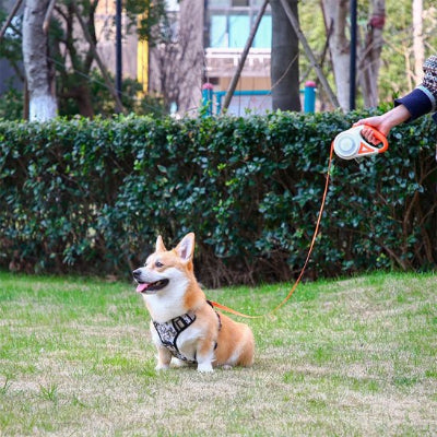 dans jardin corgi avec laisse chien enrouleur orange