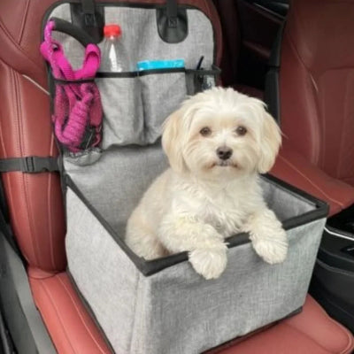 dans siege auto pour chien caniche tend deux pattes