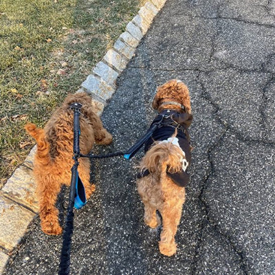 deux chiens en ville tenus par double laisse securisee