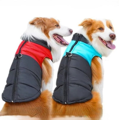 deux chiens portant un vetement pour chien colore
