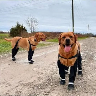deux labradors avec bottes pour chien antiderapantes