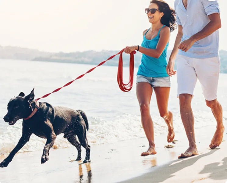 deux personnes labrador noir laisse pour chien bord mer