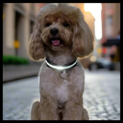 elegant caniche avec collier lumineux pour chien en ville