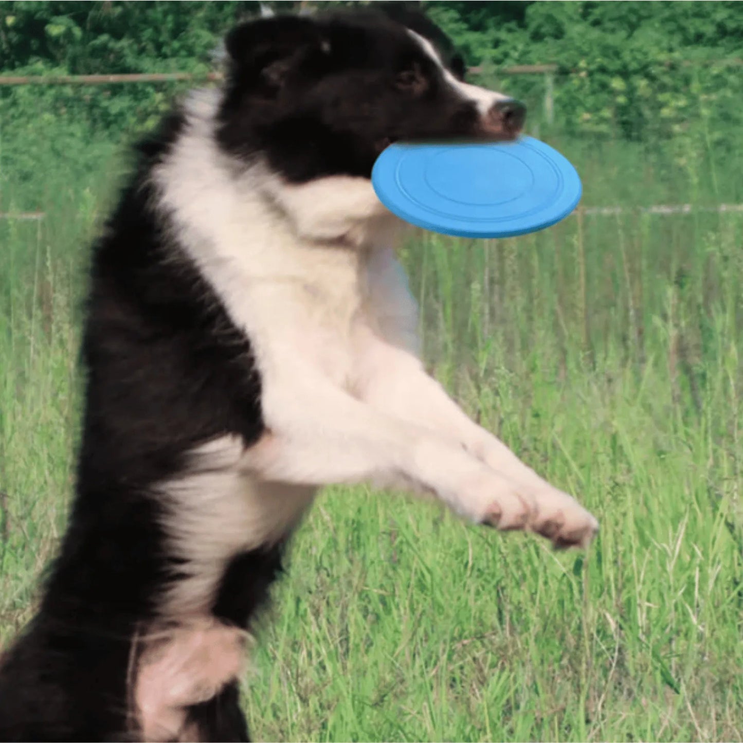 en sautant max attrape jouet chien frisbee bleu