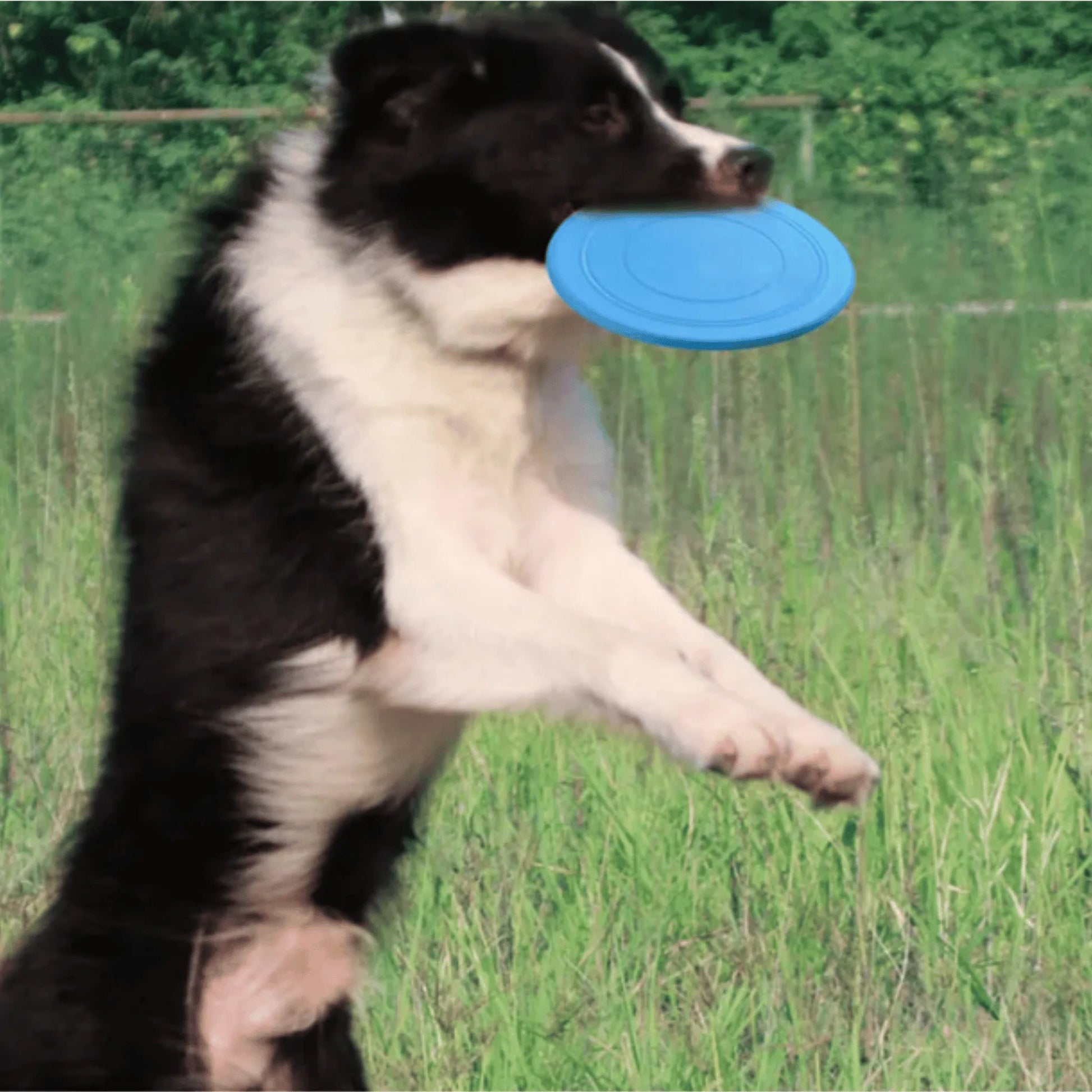 en sautant max attrape jouet chien frisbee bleu