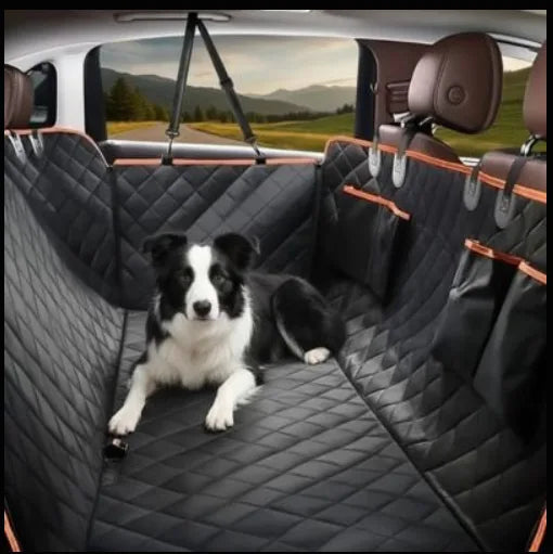 entoure protection voiture chien border collie regarde camera