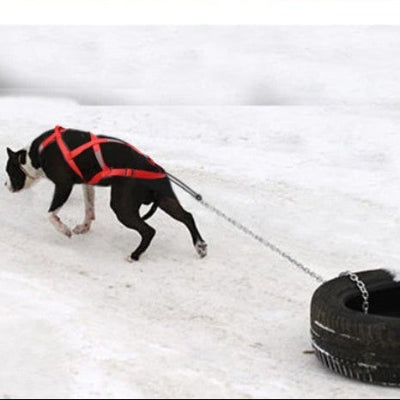  entrainement intensif avec harnais de traction robuste pour chien