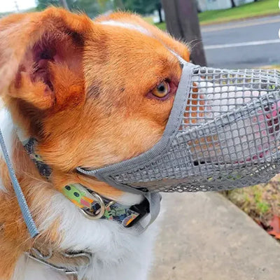 epagneul breton vetu museliere chien grise vise rue