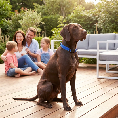famille sur terasse avec labrador marron porte collier pour chien bleu gitane