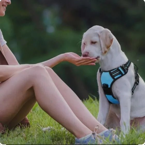 fille labrador avec harnais pour chien bleu assisent gazon