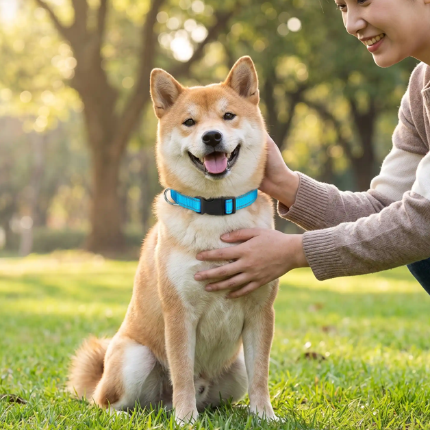 fille tenant un shiba inu portant un collier pour chien bleu clair