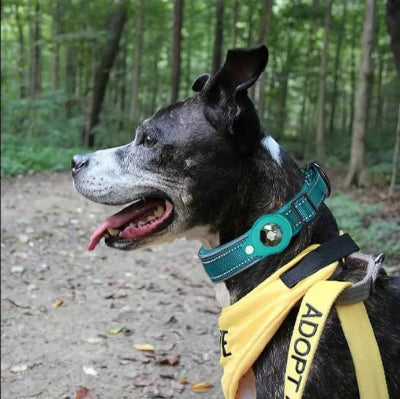 foret avec collier gps chien turquoise amstaff vise